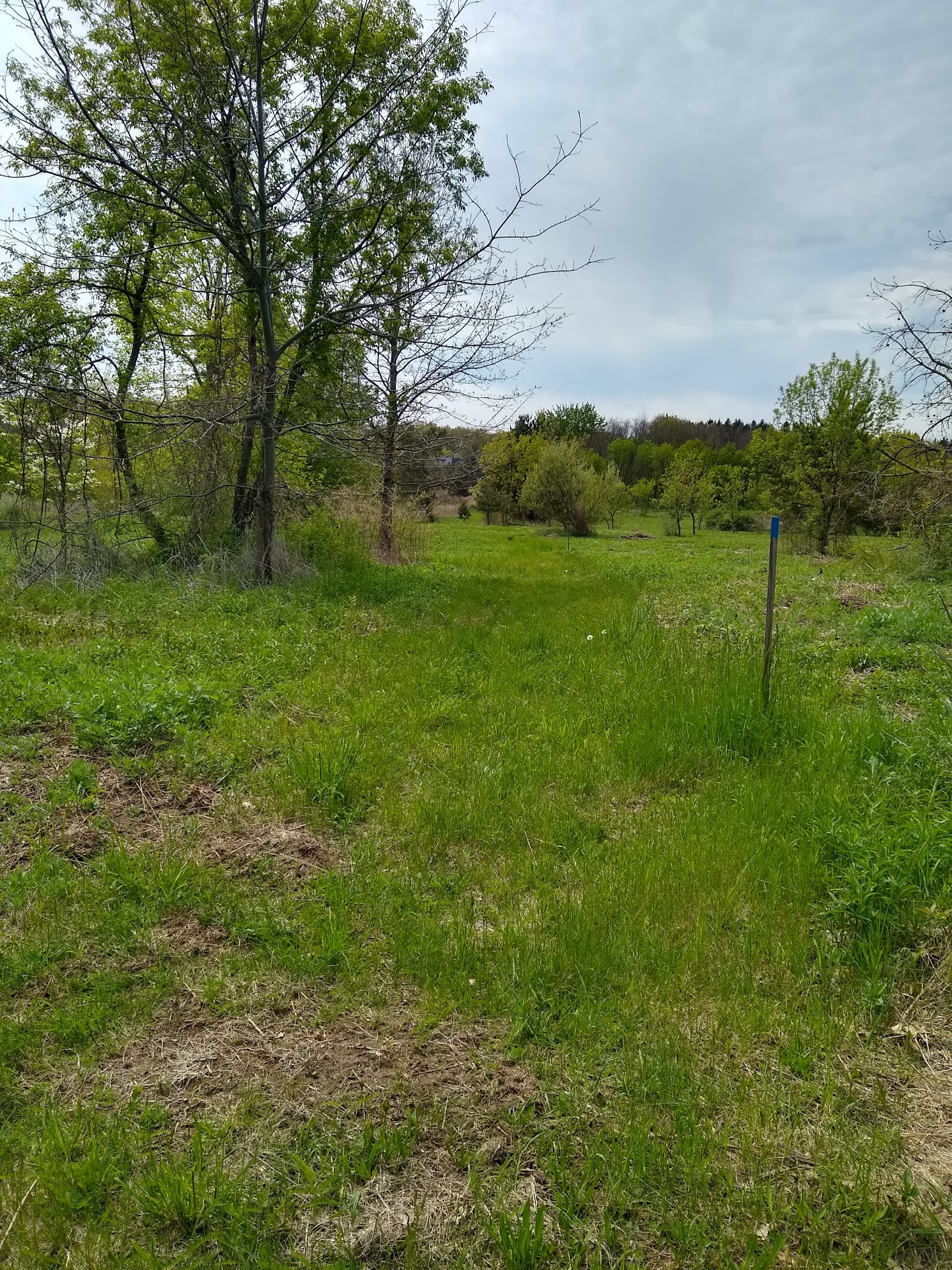 Meadow Trail